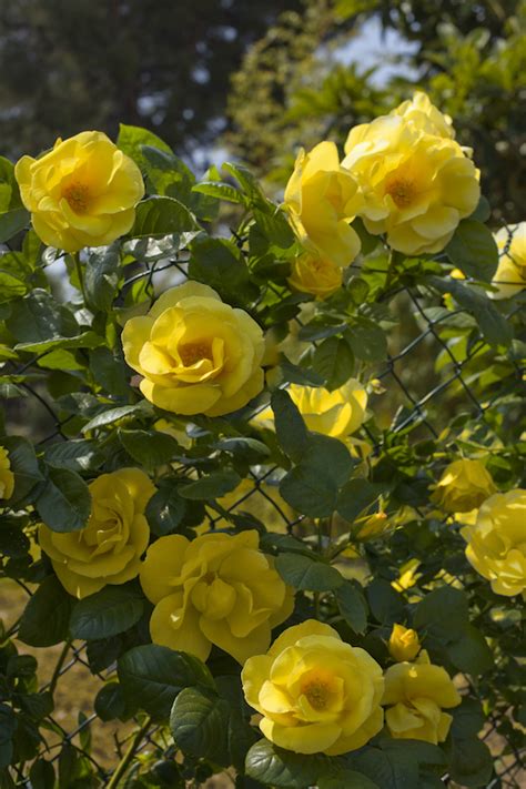 Fiori a grappoli gialli verdognoli : ROSA HAPPINESS GPT - Vivai Frappetta Roma