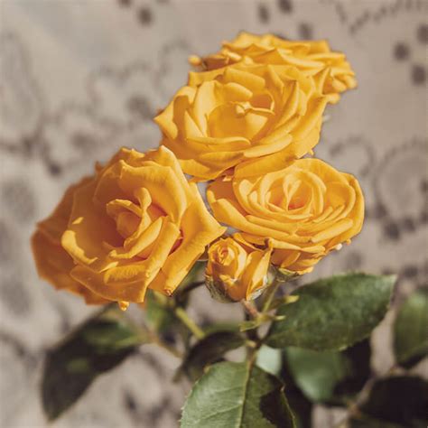 Yellow Roses Spray 10 Stem Bu Flower Delivery You Floral