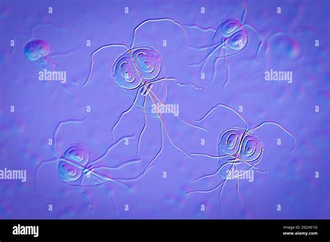 Giardia Lamblia Parasite Illustration Stock Photo Alamy