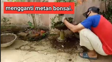 Mengganti Media Tanam Bonsai Bougenville Youtube