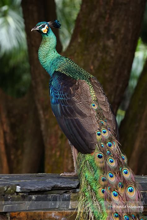 Green Peacock - Singapore Geographic