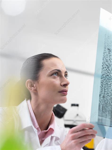 Scientist Examining Dna Sequencing Gel Stock Image F0189907