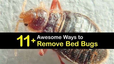 11 Awesome Ways To Remove Bed Bugs