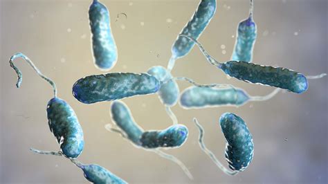 Whats Vibrio Cases Of Deadly Flesh Eating Bacteria Up Significantly