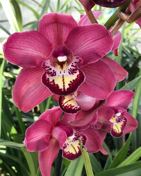 Conoce Los 9 Tipos De Orquídeas Que Te Encantaran Para Decorar Tu Hogar