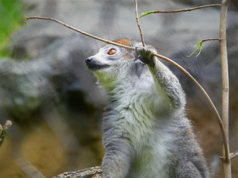 Madagascar Crowned Lemur Sophie Zoochat