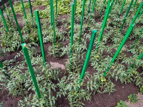 38 Tomato Support Ideas For High Yielding Tomato Plants