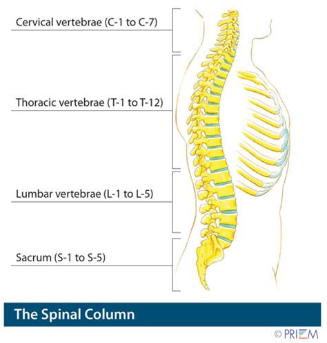 In the above diagram, a solid line represents a direct association and a dashed line represents an another common customization you will want to do in the json is include the output of methods (say, calculated values) on your model. Spine Anatomy Library | Precision Spine Care - Spine ...