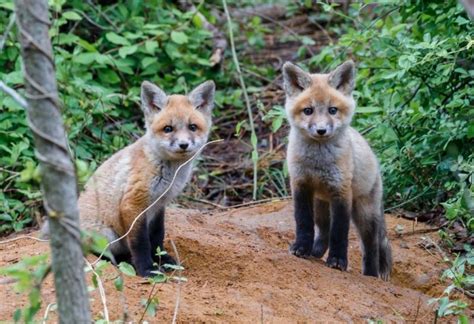 Red Fox Babies All You Need To Know Exotella