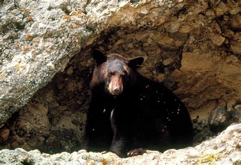 View Of A Black Bear In A Cave On A Cliffside Photograph By William