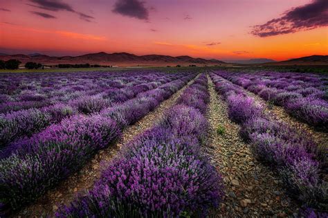 Lavender Fields At Sunrise Photograph By Michael Ash Pixels