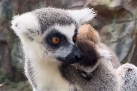 Two Baby Ring Tailed Lemurs Are Born At The Loro Parque Zoo Time News
