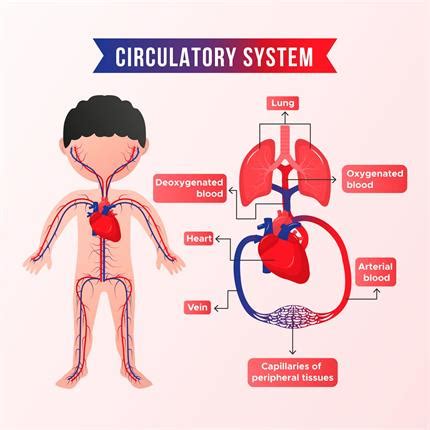 Circulatory System For Grade