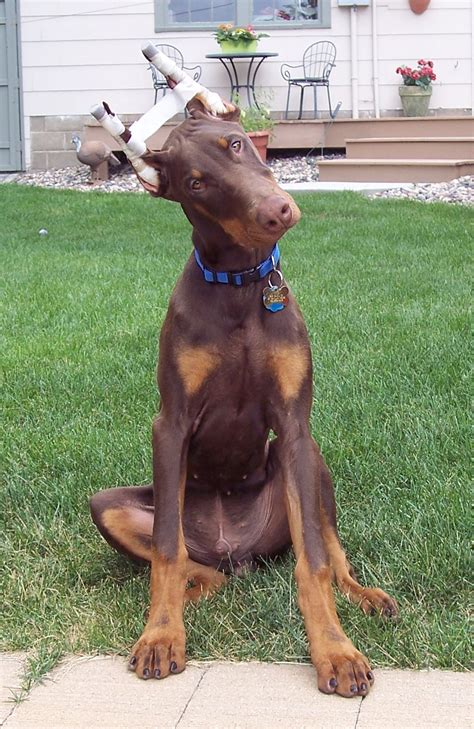 Titus Our Red Doberman I Live This Puppy Picture Dogs Doberman