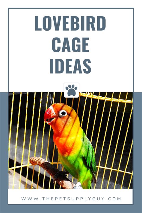 Best Cage For Lovebirds Artofit