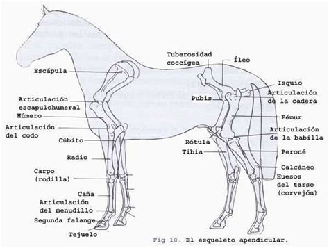 Morfología Del Caballo Las Extremidades Animals Beautiful Horse
