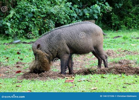 Bornean Bearded Pig Sus Barbatus Borneo Malaysia Asia Stock Photo