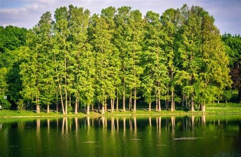 Green Tall Trees In Front Of Body Of Water Under White Clouds And Blue