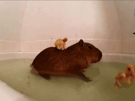This Video Of A Capybara Bathing With Three Ducklings Is All You Need