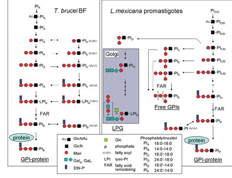 gpi biosynthetic pathways in t brucei bf and leishmania promastigotes download scientific