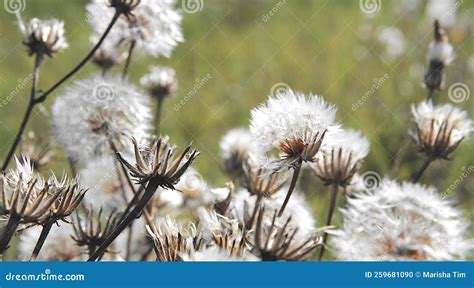 Field With White Dandelion Flowers Meadow Of White Dandelions Autumn