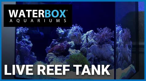 20 Gallon Reef Tank From Waterbox Live Youtube