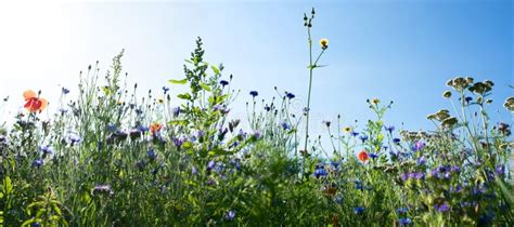 Natural Flower Meadows Landscape Stock Photo Image Of Local