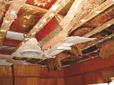 Termite Tunnels On Ceiling Images