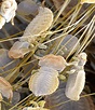 Badger Body Lice, Sem Photograph by Power And Syred