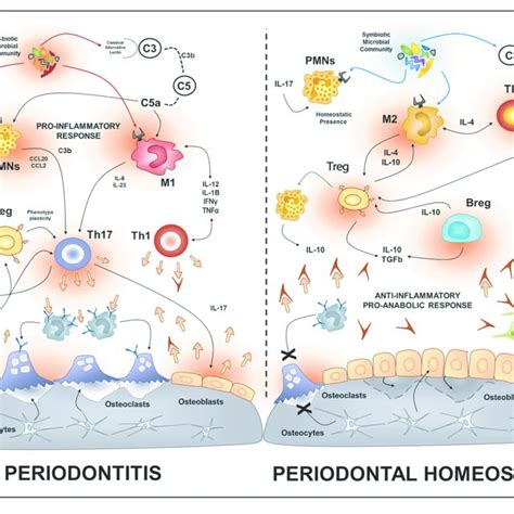 Osteoimmunology Of Periodontal Disease During Periodontitis The