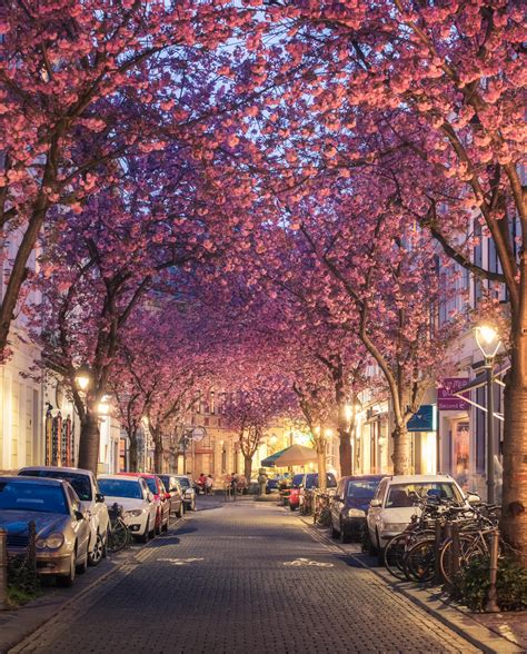 Cherry Blossom Street In Bonn Germany Rpics