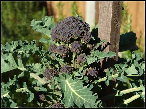 Marks Veg Plot Purple Sprouting Broccoli