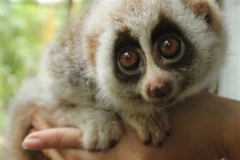 When threatened, a slow loris will hiss and retreat into a defensive posture. Cute Animals That You Don't Want To Mess With - Love Your ...