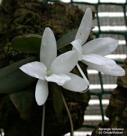 HOA PHONG LAN VIỆT VIETNAM ORCHIDS Viet Orchids Orchid Plants Orchid Flower Air