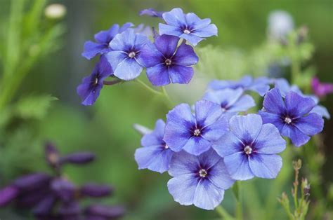 Blue Phlox Flowers Phlox Drummondii Photograph By Maria Mosolova