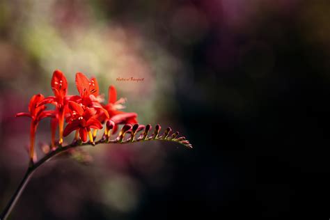 Red Flowers Wallpapers Hd Desktop And Mobile Backgrounds