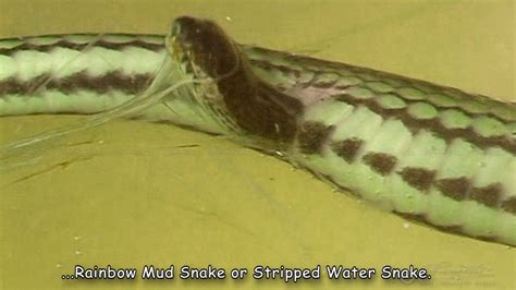 Snakes That Give Live Birth Youtube