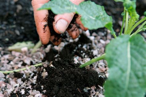 While coffee grounds contain a small amount of nitrogen, these kitchen scraps are not actually fertilizers—not yet, leslie f. Using Coffee Grounds in the Garden