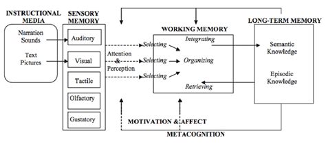 Cognitive Affective Theory Of Learning With Media Download Scientific