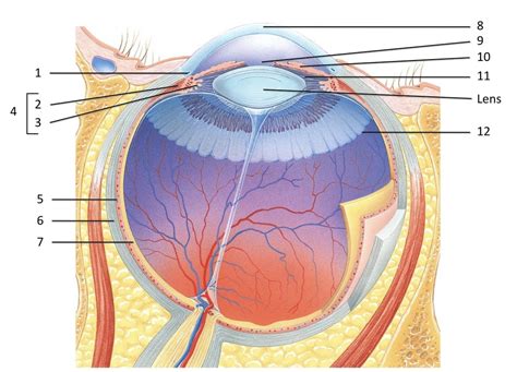 Structure Of The Eyeball Diagram Diagram Quizlet