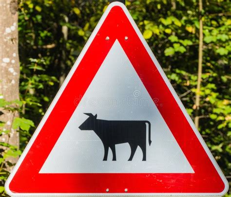 Caution Sign Cows Crossing The Road Stock Image Image Of Herd Icon