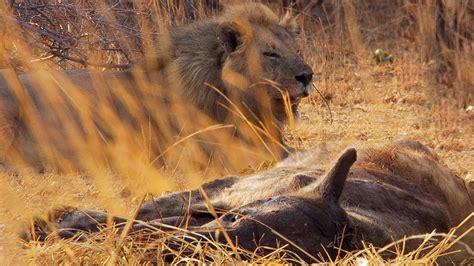Lions Vs Hyenas Bbc Earth