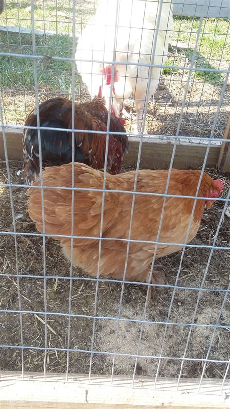 Bantam Cochin Turken Project Pic Heavy Backyard Chickens Learn How