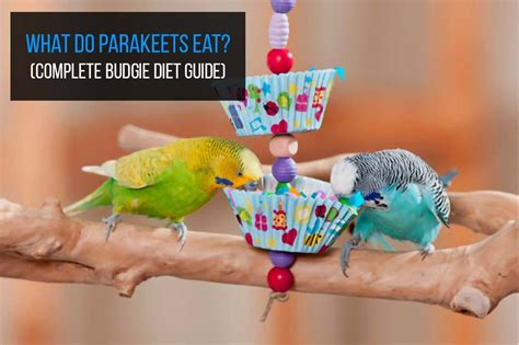 What Do Parakeets Like To Eat Complete Budgie Diet Guide Pets For
