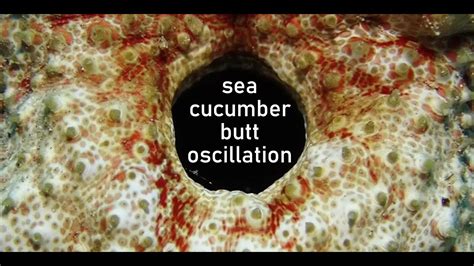 Sea Cucumber Butt Oscillation Youtube