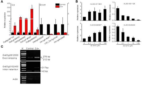 Validation Of RNA Seq Data By Real Time QRT PCR Or RT PCR A