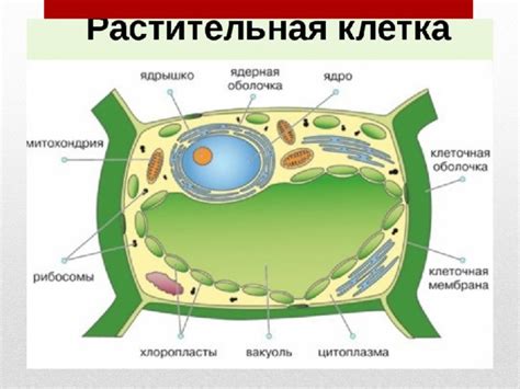 Структура растительной клетки 6 класс. Строение растительной клетки. Схема строения растительной клетки. Строение эукариотической клетки растения. Растительная клетка рисунок.