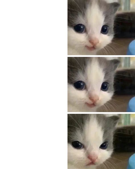 Cat Hehe Kitten 3 Parts Blank Template Imgflip