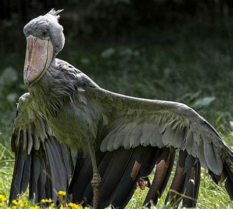 Shoebill Giant Peculiar Bird Of Africa Animal Pictures And Facts