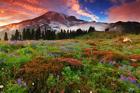 Wildflowers And Mt Rainier Wa August Randall J Hodges Photography